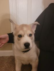 Husky puppy for sale in GA