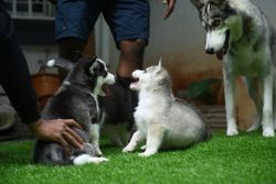 Double coated male husky puppies
