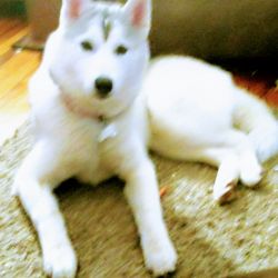Purebred Siberian Husky comes from Champ parents