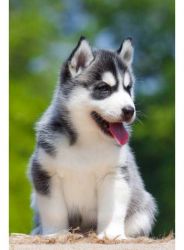 husky puppies for adoption fee