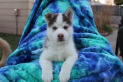 Husky puppies looking for their furever families