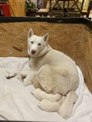 Purebred Siberian Husky puppies for sale!