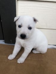 I have 2 blue eyes puppies for sale