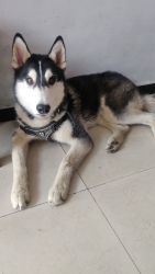 8 months old Husky puppy for sale