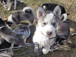 Siberian Husky pups ready for their forever home