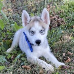 Gorgeous Siberian Huskie puppies available for adoption now!