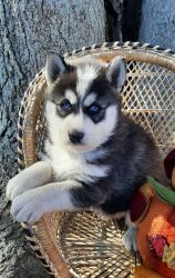 *Blue Eyes Siberian Huskies*