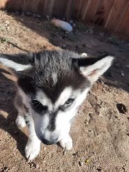 Husky females 500 or offer a price