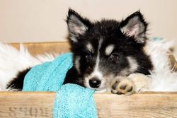 Siberian Husky Pups • 9 weeks old