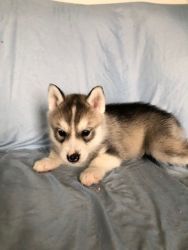 male and female Siberian Husky puppies for sale.