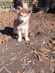 Siberian husky 8 weeks old male with AKC paperwork