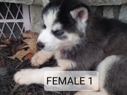 Full blooded Siberian Husky puppies 8 weeks old. Will be ready the