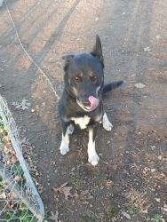 Husky-Lab for rehoming
