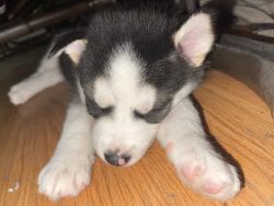 Siberian Husky Puppy 1 month old