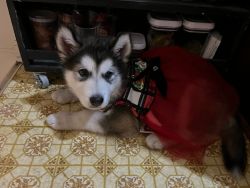 Baby husky looking for a home