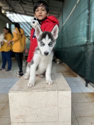Siberian husky top quality puppies available