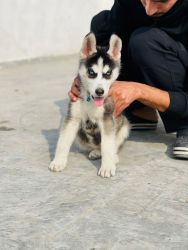 Blue eyes siberian husky puppy. 2 months old male