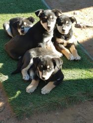 Rottsky female puppies mother siberian Husky/father rottweiler mix