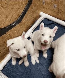 Purebred Siberian Huskies