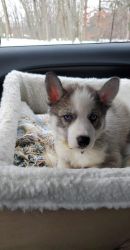Purebred Husky Litter for the Holidays