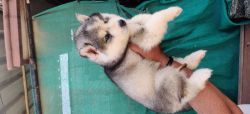 Wooly coat Siberian husky puppy available blue eyes and odd eyes puppi
