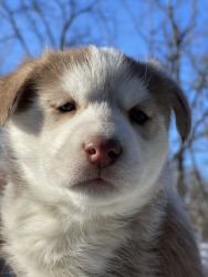 AKC Siberian Husky Puppies For Sale
