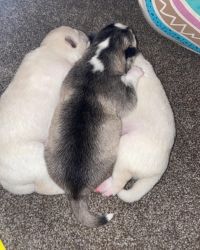 4 female husky puppies!