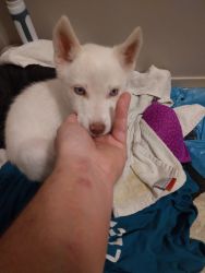 Husky pups born sept 30, 2021