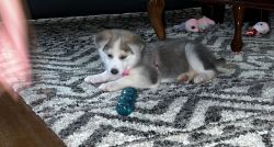 Re homing 2 months old husky