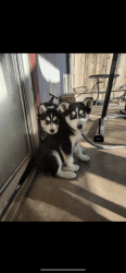 Two Siberian huskie puppy’s