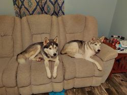 2 Huskies For Sale