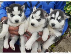 PURE BREED SIBERIAN HUSKY MALE AND FEMALE PUPPIES FOR SALE