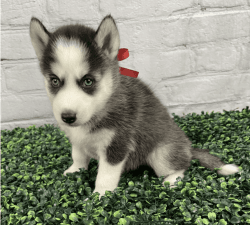 Quality Male and Female Siberian Husky Puppies For Sale