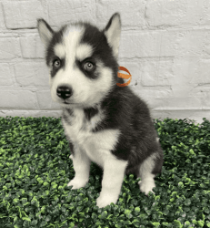 Male and Female Siberian Husky Puppies Available