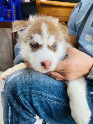 Huskey puppies for sale