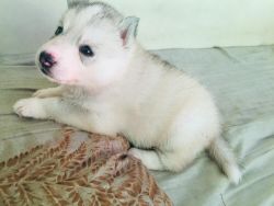 Siberian Husky (Male) - ₹ 35000 - xxxxxxxxxx (Santosh P)