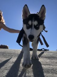 4 Month Old Siberian Husky, All shots and Documents Fulfilled
