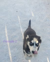 Siberian Husky Puppies 4 months old