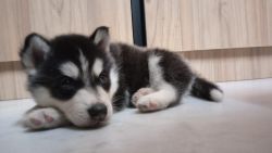 Husky puppy MALE | 50 days old