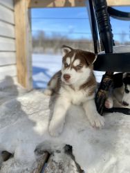 Purebred Siberian huskies looking for their forever homes!