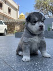 Husky and Shih tzu puppy for sale