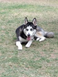 Selling 10 months old male Husky