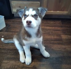 We have one beautiful Brown and White Female Husky Left.