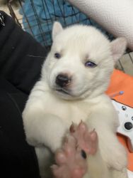 Husky Pups for sale