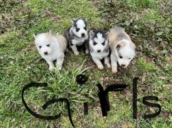 4 week old husky puppies for sale will be ready on April 14th