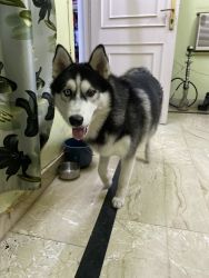 1 year old siberian husky. Pure breed with the best marking