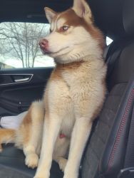 Red and white siberian husky