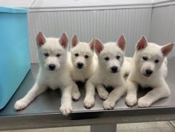 6 white husky puppies