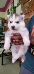Siberian husky puppies for sale - Bangalore