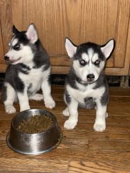 Two blue eyed, black and white , female Siberian husky puppies